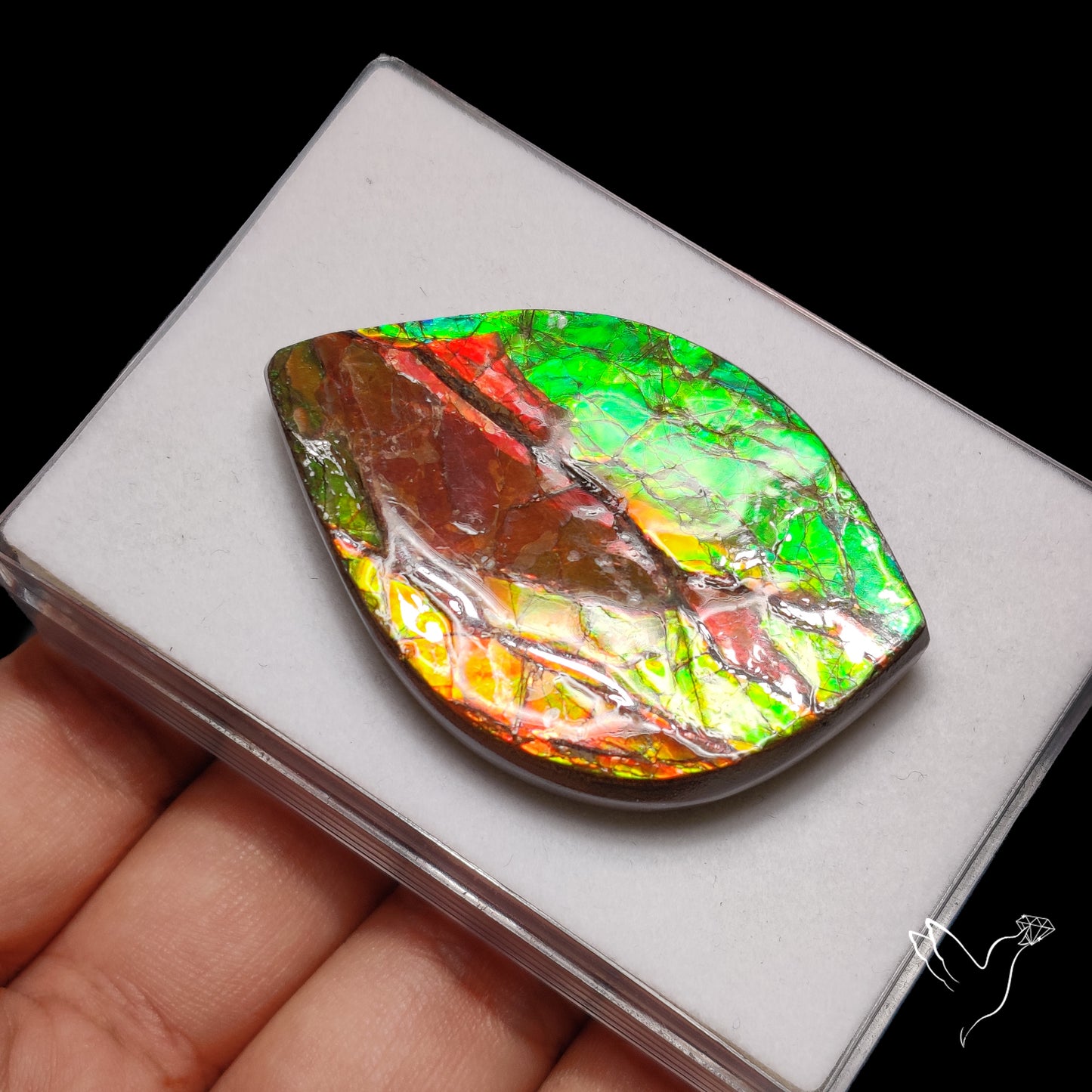 Bicolor Large Ammolite Specimen Red Green Natural