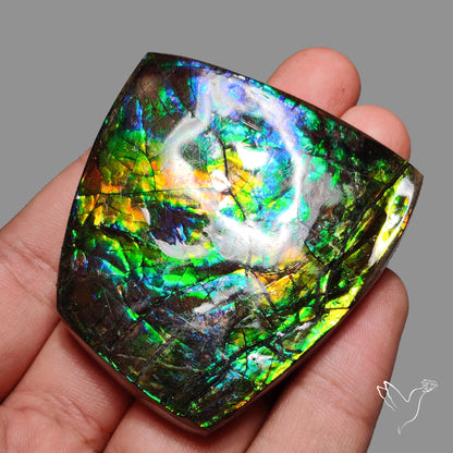 Multi Color Natural Ammolite Large Rainbow Sheen Specimen