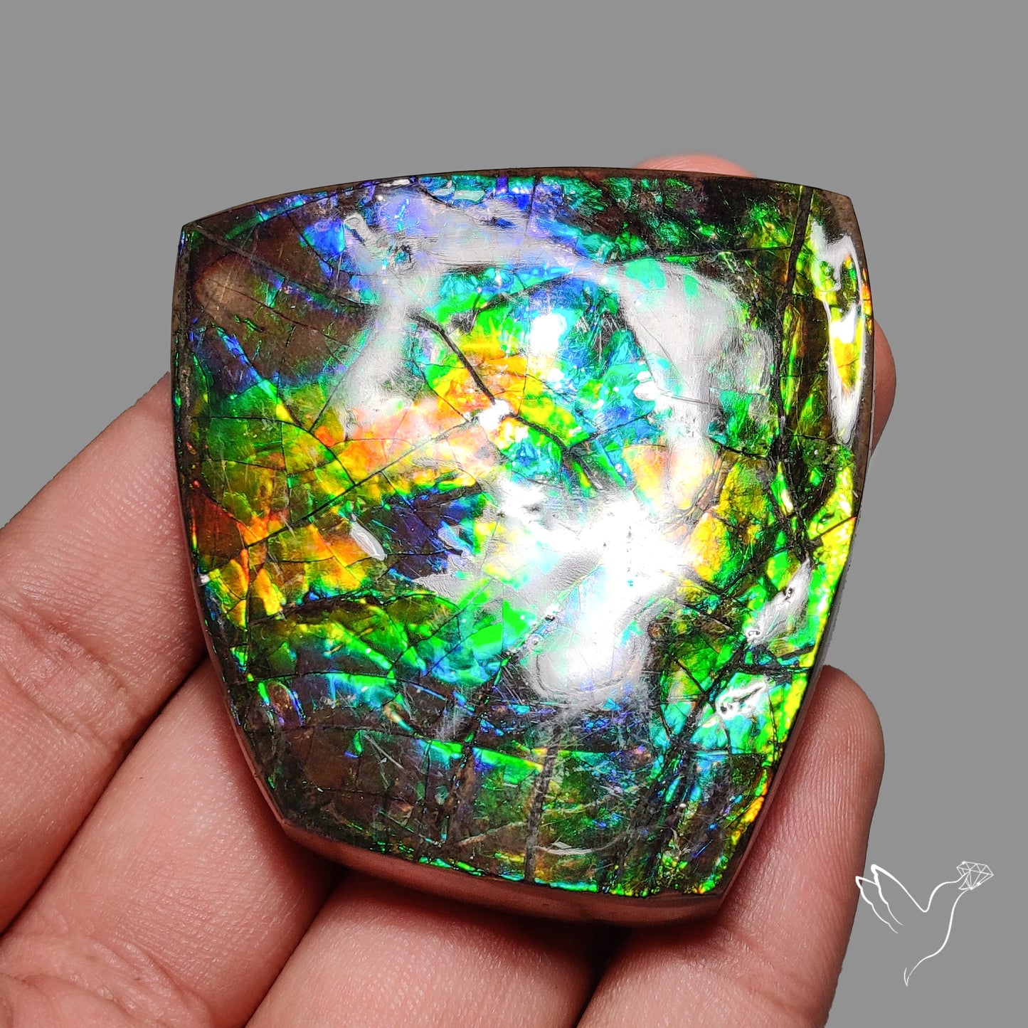 Multi Color Natural Ammolite Large Rainbow Sheen Specimen