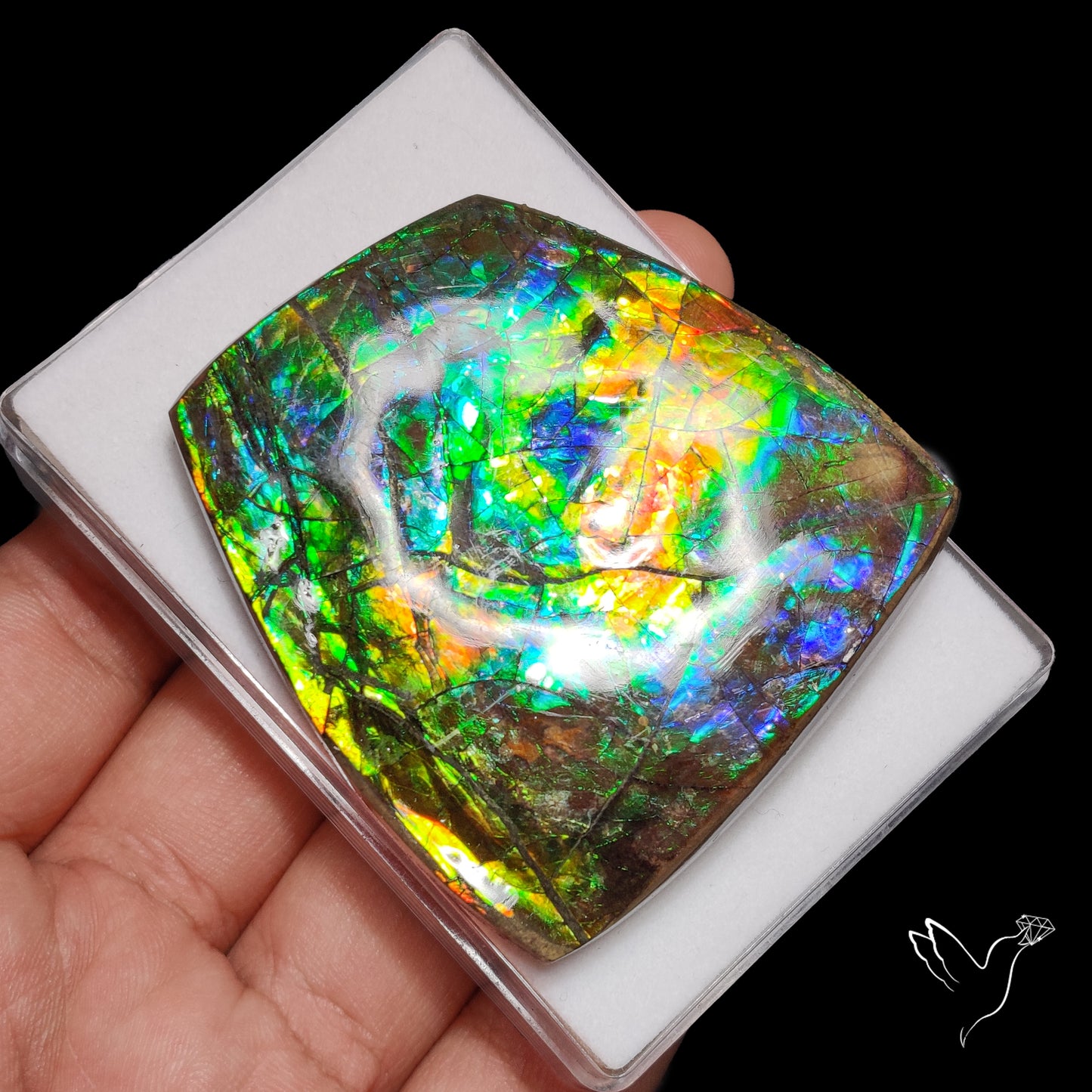 Multi Color Natural Ammolite Large Rainbow Sheen Specimen