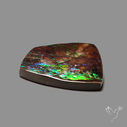 Multi Color Natural Ammolite Large Rainbow Sheen Specimen