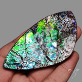 Large Ammolite Blue Green Golden Sheen Large Specimen
