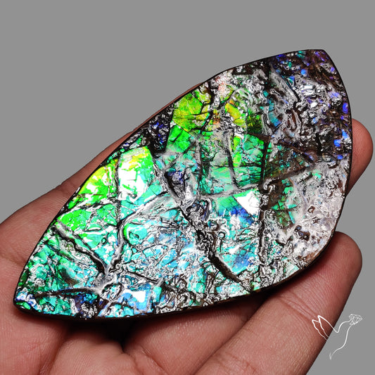 Large Ammolite Blue Green Golden Sheen Large Specimen