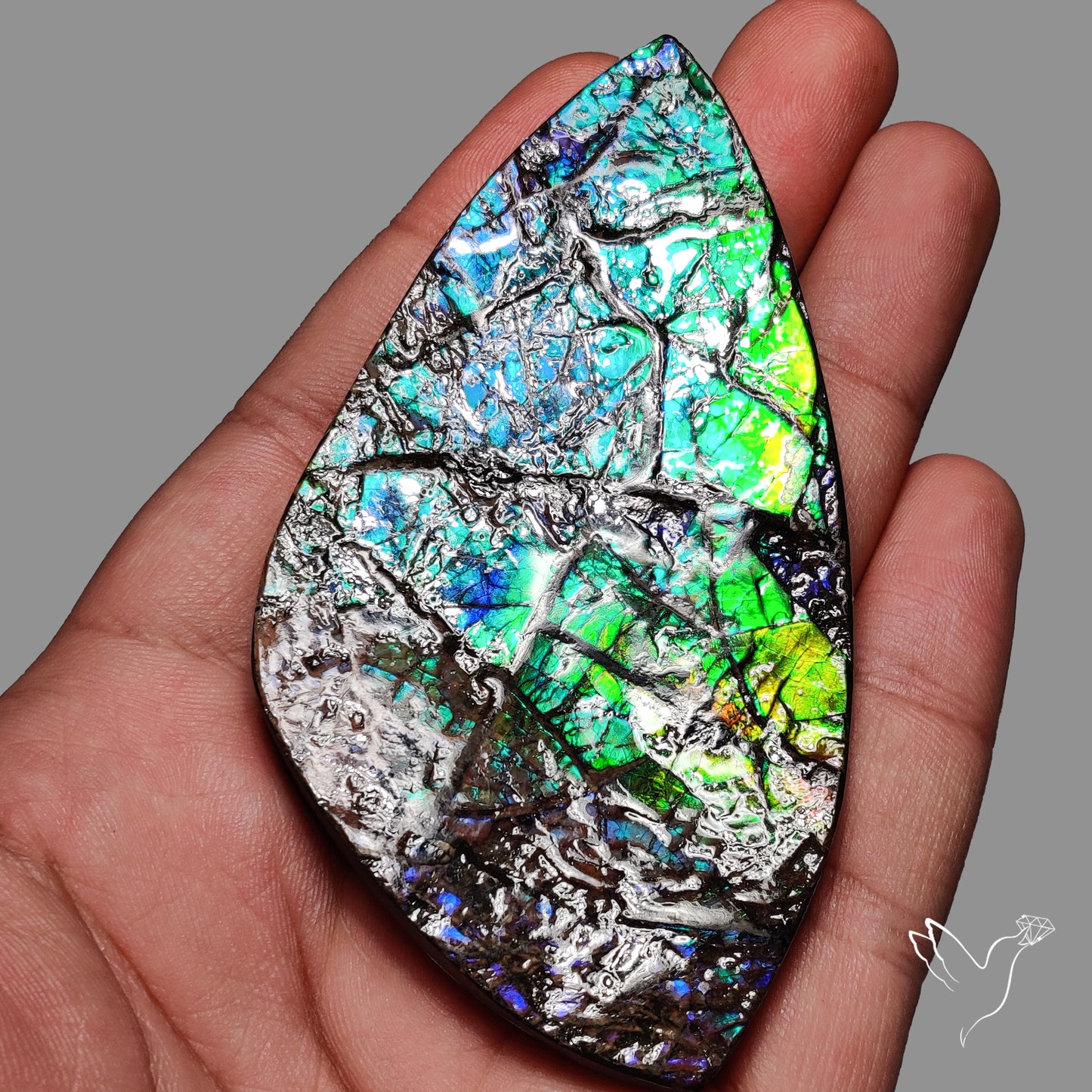 Large Ammolite Blue Green Golden Sheen Large Specimen