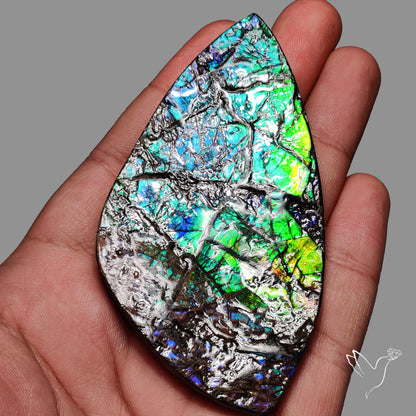Large Ammolite Blue Green Golden Sheen Large Specimen