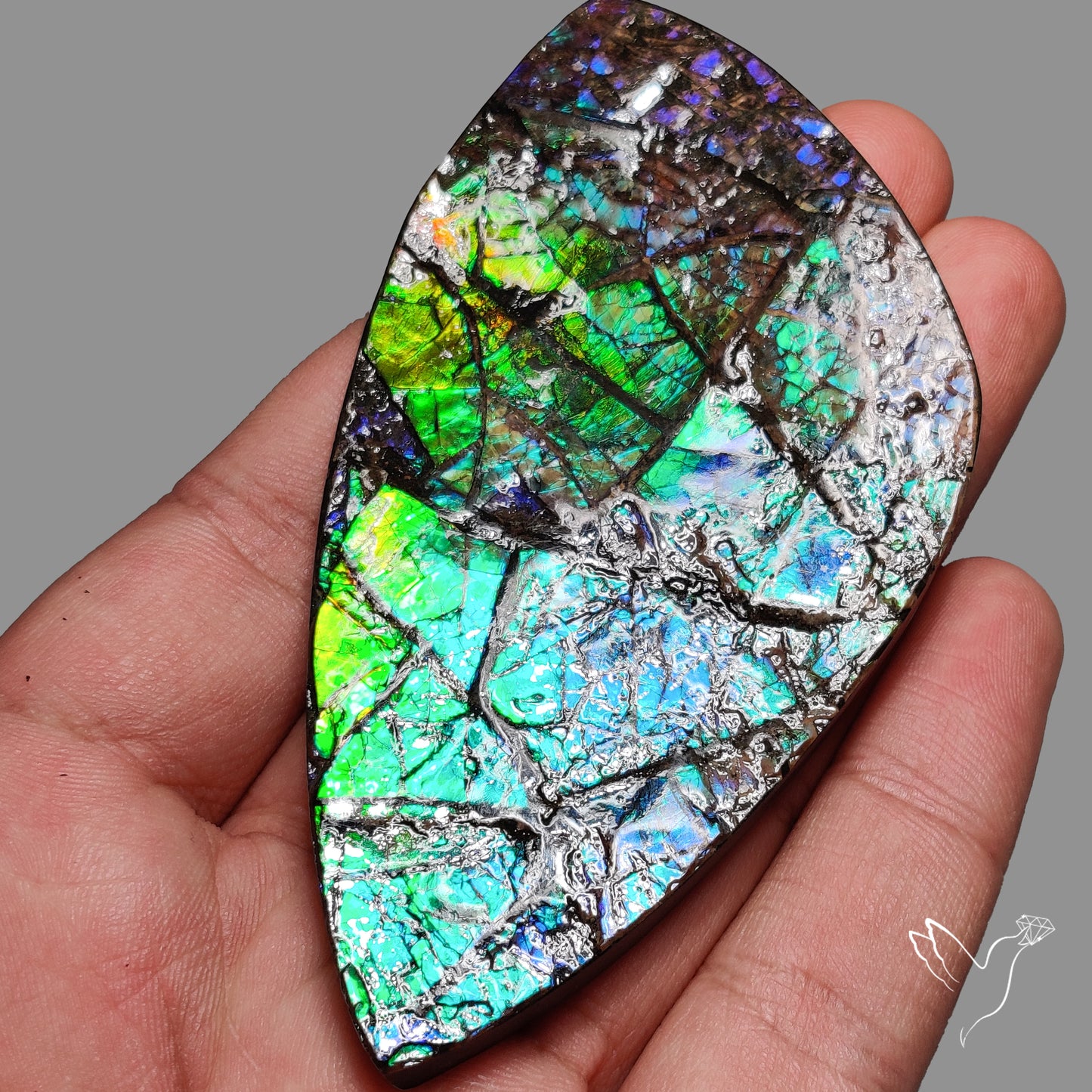 Large Ammolite Blue Green Golden Sheen Large Specimen