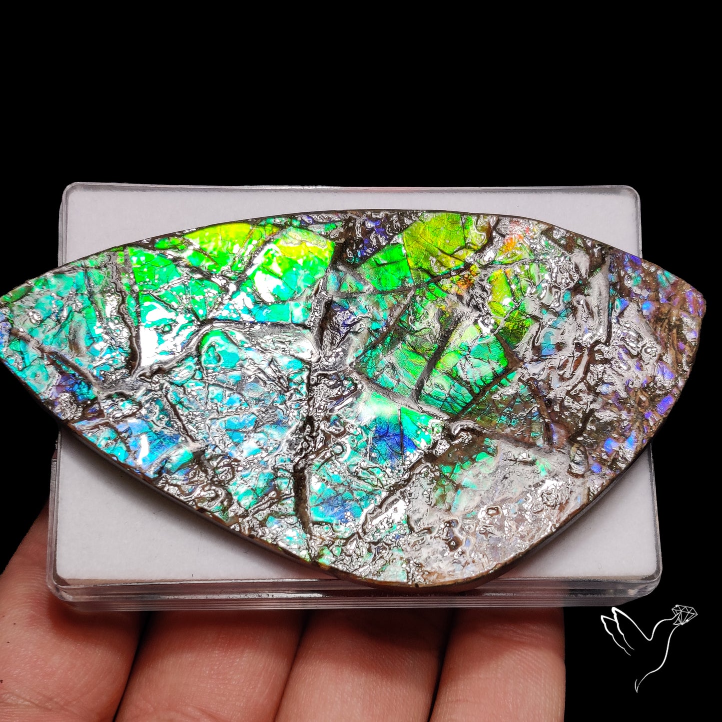 Large Ammolite Blue Green Golden Sheen Large Specimen