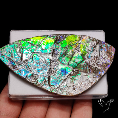 Large Ammolite Blue Green Golden Sheen Large Specimen