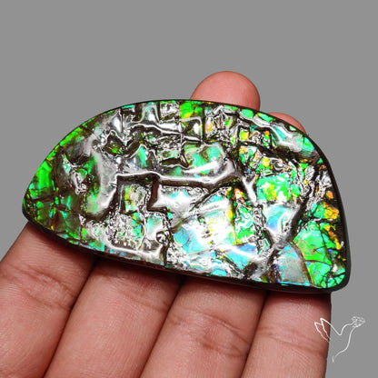 Deep Green Ammolite Large AAA Specimen