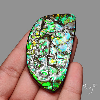Deep Green Ammolite Large AAA Specimen