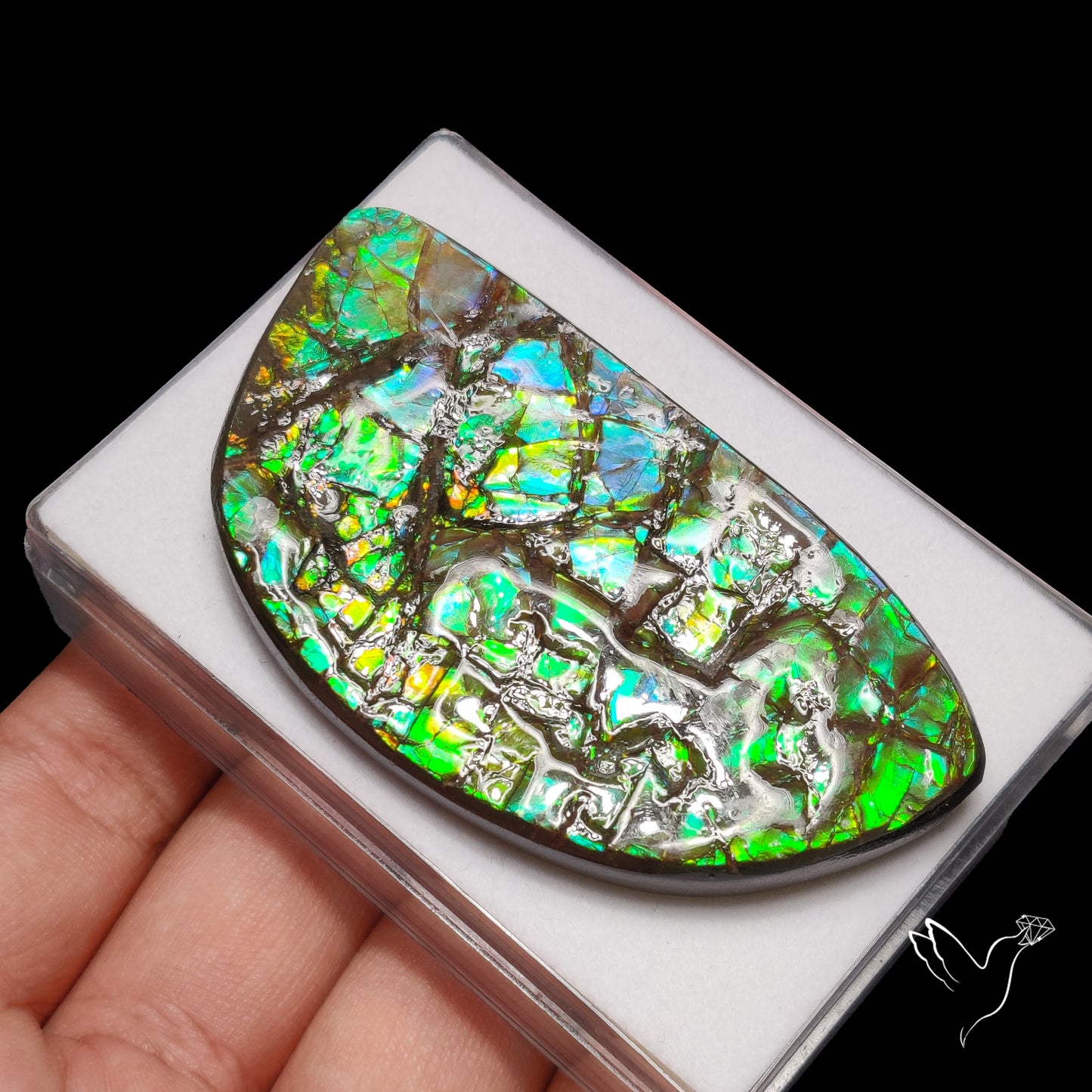 Deep Green Ammolite Large AAA Specimen