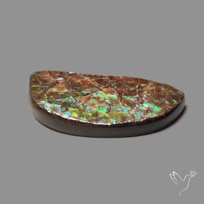 Deep Green Ammolite Large AAA Specimen