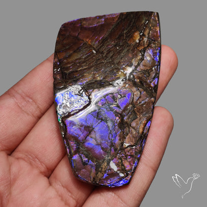 Uber Rare Purple Ammolite Specimen Rare