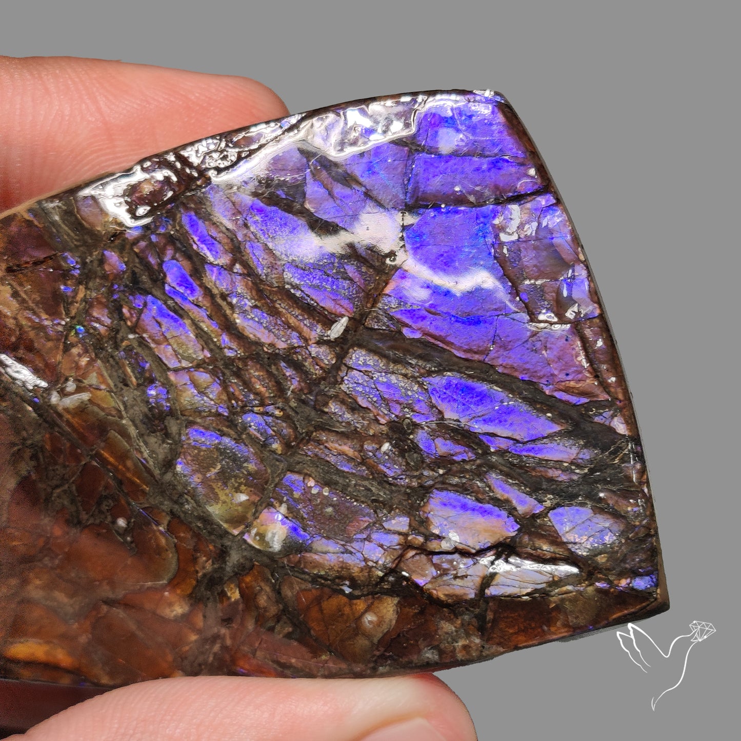 Uber Rare Purple Ammolite Specimen Rare