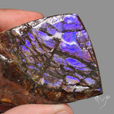 Uber Rare Purple Ammolite Specimen Rare