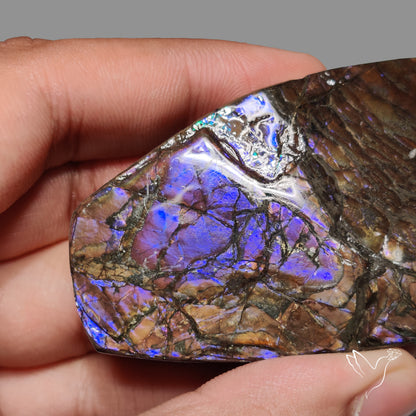 Uber Rare Purple Ammolite Specimen Rare