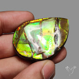 Multi Color Ammolite Specimen