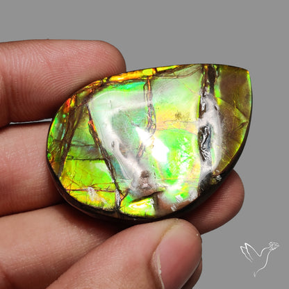 Multi Color Ammolite Specimen