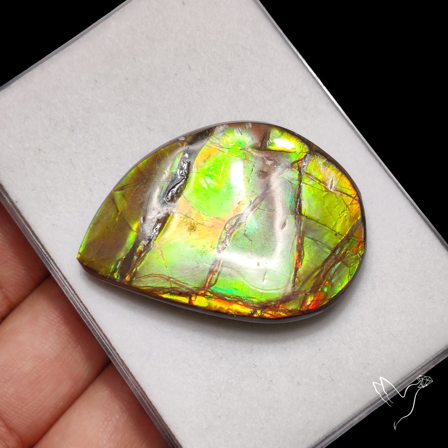 Multi Color Ammolite Specimen