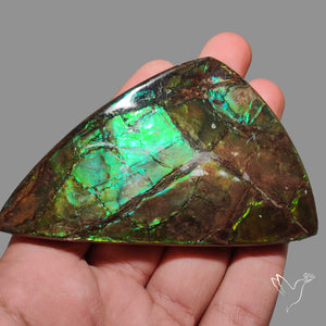 Rare Large Ammolite Deep Green AAA Specimen
