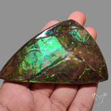 Rare Large Ammolite Deep Green AAA Specimen