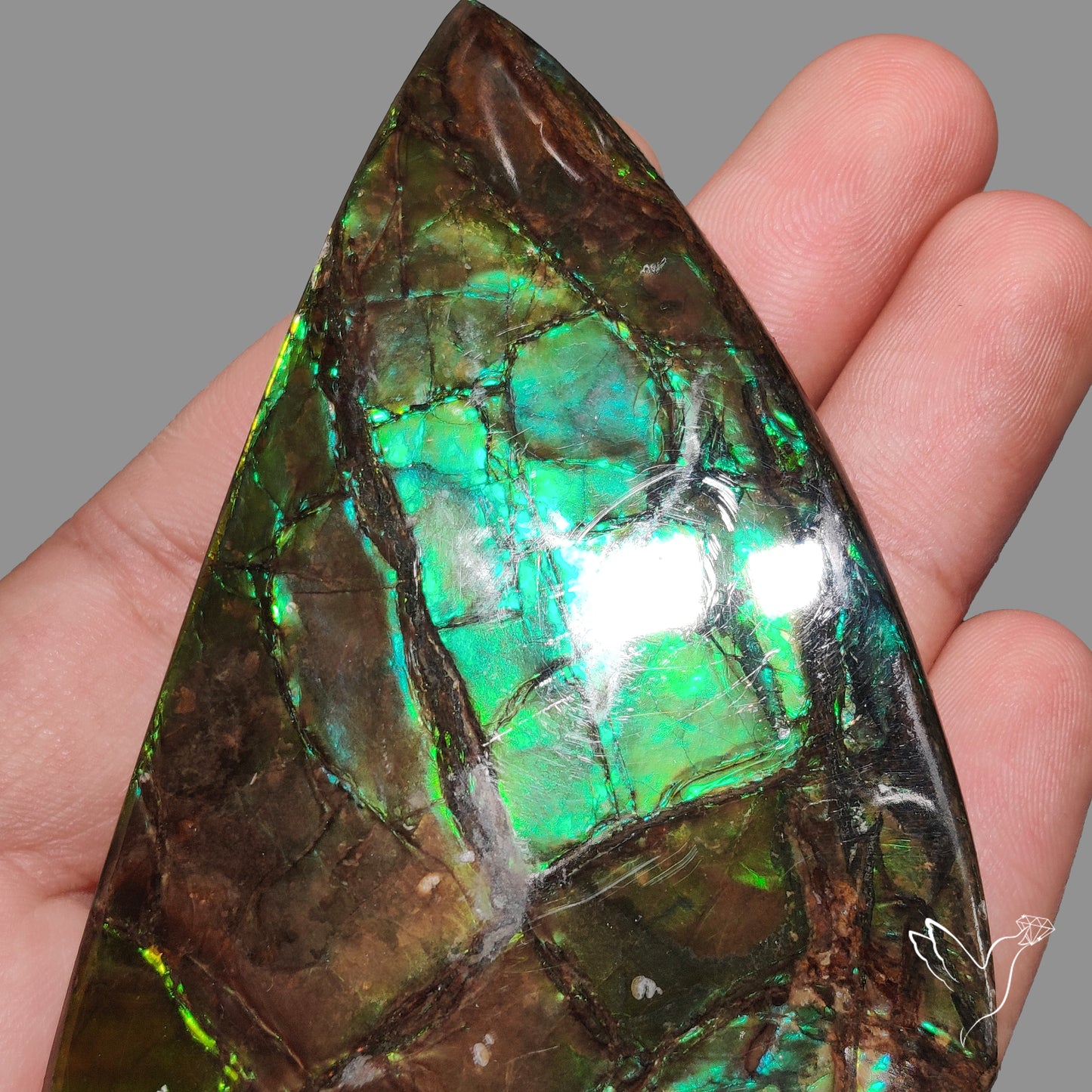 Rare Large Ammolite Deep Green AAA Specimen