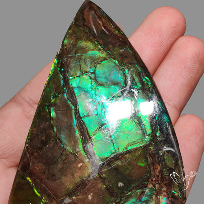 Rare Large Ammolite Deep Green AAA Specimen