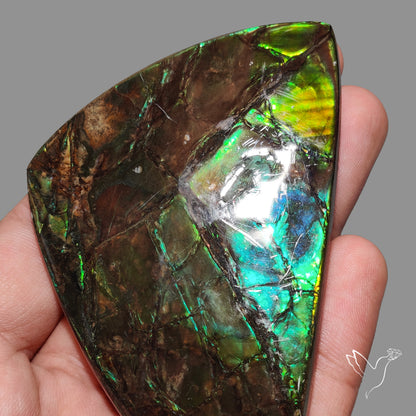 Rare Large Ammolite Deep Green AAA Specimen