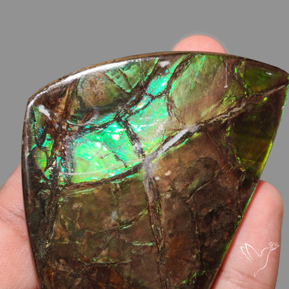 Rare Large Ammolite Deep Green AAA Specimen