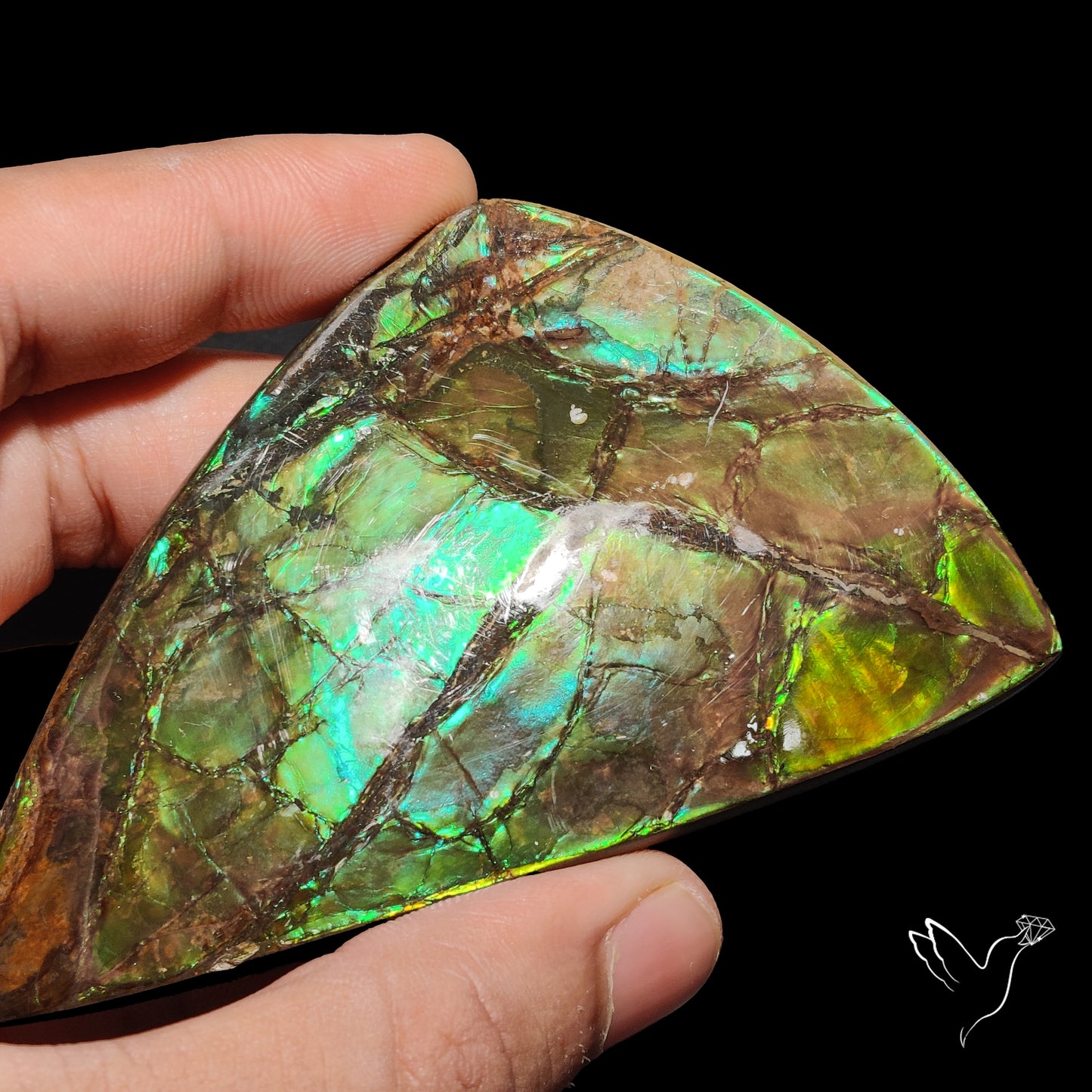Rare Large Ammolite Deep Green AAA Specimen