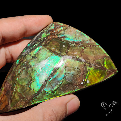 Rare Large Ammolite Deep Green AAA Specimen