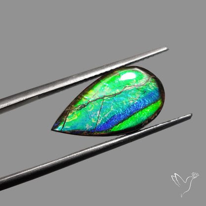 AAA Blue Green Ammolite Cabochon