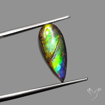 AAA Blue Green Ammolite Cabochon