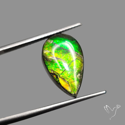 AAA Green Ammolite Cabochon