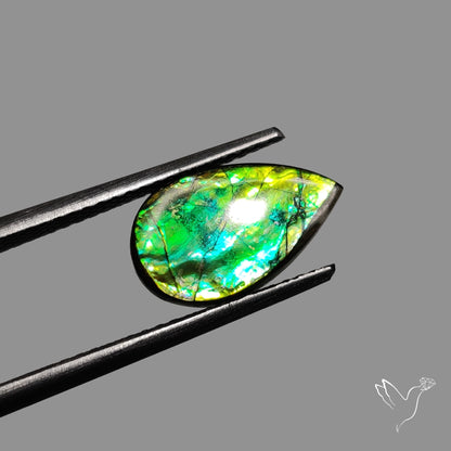AAA Multi Color Ammolite Cabochon