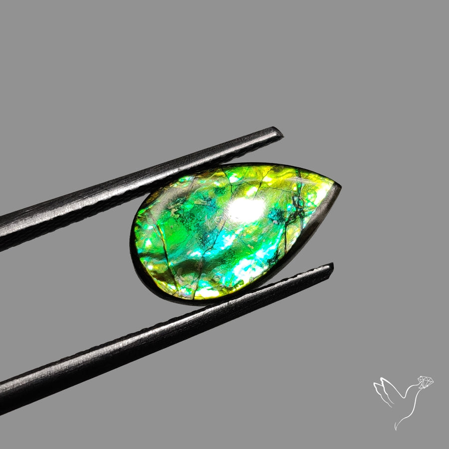 AAA Multi Color Ammolite Cabochon