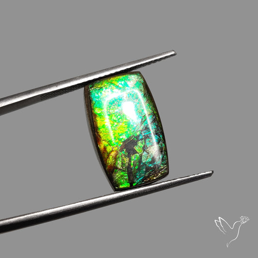 AAA Green Gold Ammolite Cabochon