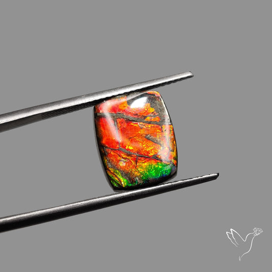 AAA Red Gold Ammolite Cabochon