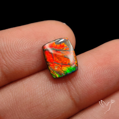 AAA Red Gold Ammolite Cabochon