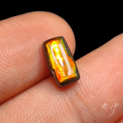 AAA Golden Orange Ammolite Cabochon
