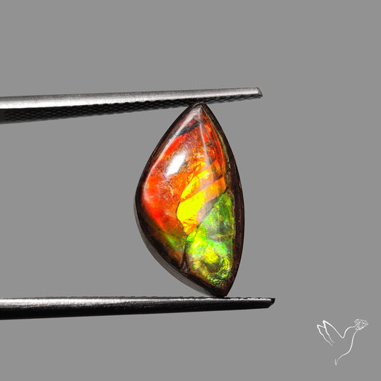AAA Golden Orange Ammolite Cabochon
