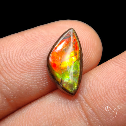 AAA Golden Orange Ammolite Cabochon
