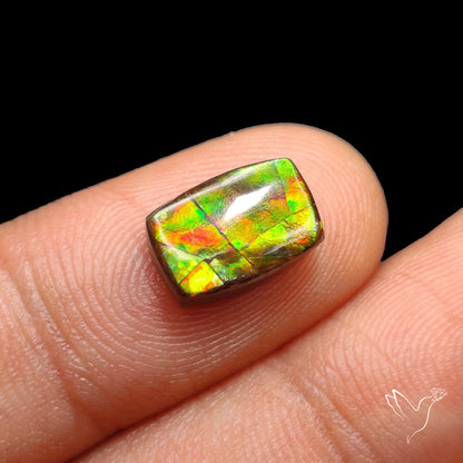 AAA Green Gold Ammolite Cabochon