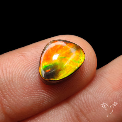 AAA Golden Orange Ammolite Cabochon