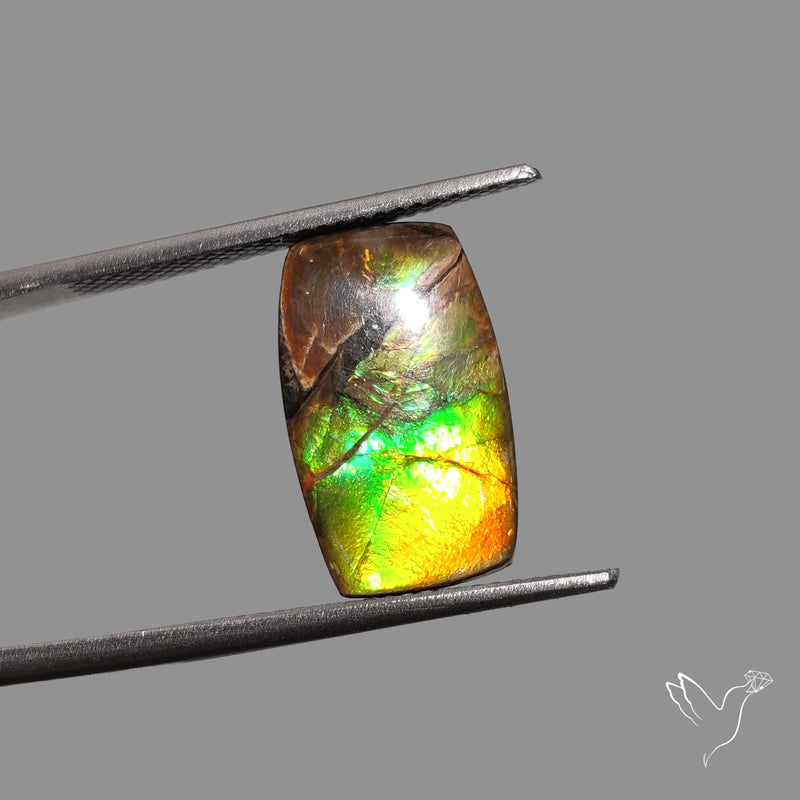 AAA Green Gold Ammolite Cabochon