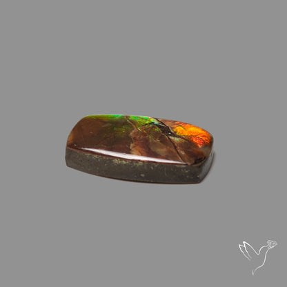 AAA Green Gold Ammolite Cabochon