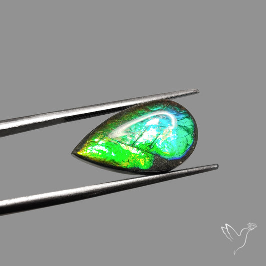 AAA Teal Green Ammolite Cabochon