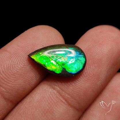AAA Teal Green Ammolite Cabochon
