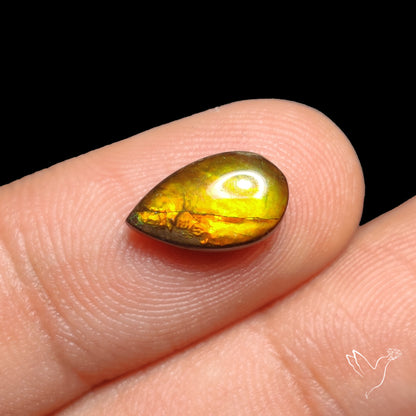 AAA Golden Yellow Ammolite Cabochon