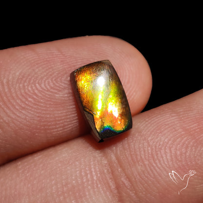 AAA Golden Green Ammolite Cabochon